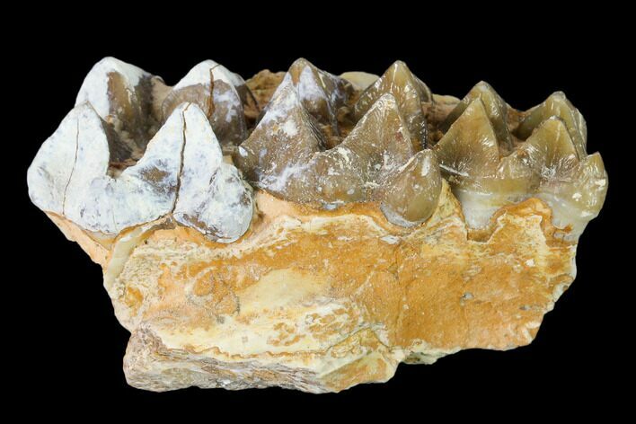 Oreodont (Merycoidodon) Jaw Section - South Dakota #136040